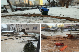 Спил дерев за адресою вул. Феодосійська, 8/13